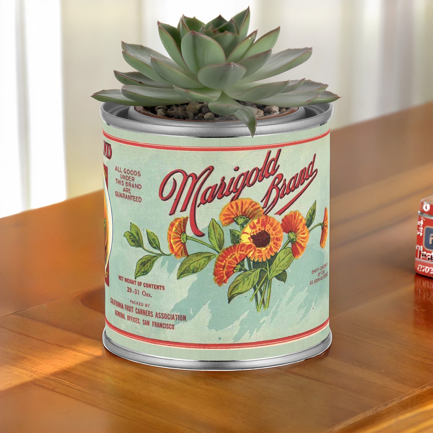 Succulent plant in a vintage-style Marigold Brand can on a wooden surface.