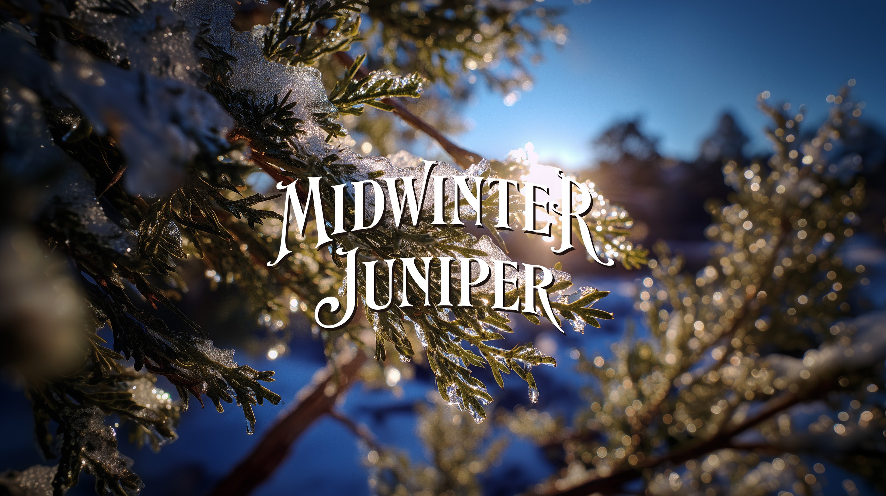 Snow-covered juniper branches with 'Midwinter Juniper' text against a blue sky.